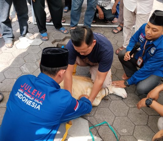 JAGALMU Kudus: Belajar Qurban dari Teori hingga Praktik Langsung