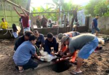 QUBIRWA 1447 H SD Muhammadiyah Birrul Walidain Kudus: Semangat Berbagi dan Kebersamaan dalam Ibadah Qurban