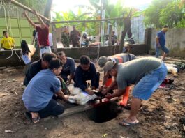 QUBIRWA 1447 H SD Muhammadiyah Birrul Walidain Kudus: Semangat Berbagi dan Kebersamaan dalam Ibadah Qurban