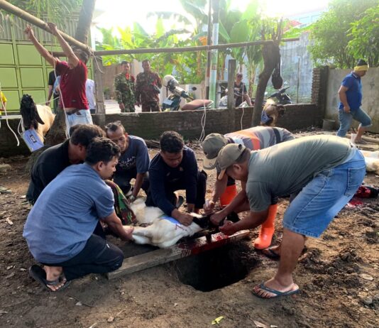 QUBIRWA 1447 H SD Muhammadiyah Birrul Walidain Kudus: Semangat Berbagi dan Kebersamaan dalam Ibadah Qurban